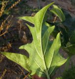 Datura stramonium. Лист (вид с обратной стороны). Израиль, Шарон, г. Герцлия, рудеральное местообитание. 17.05.2012.