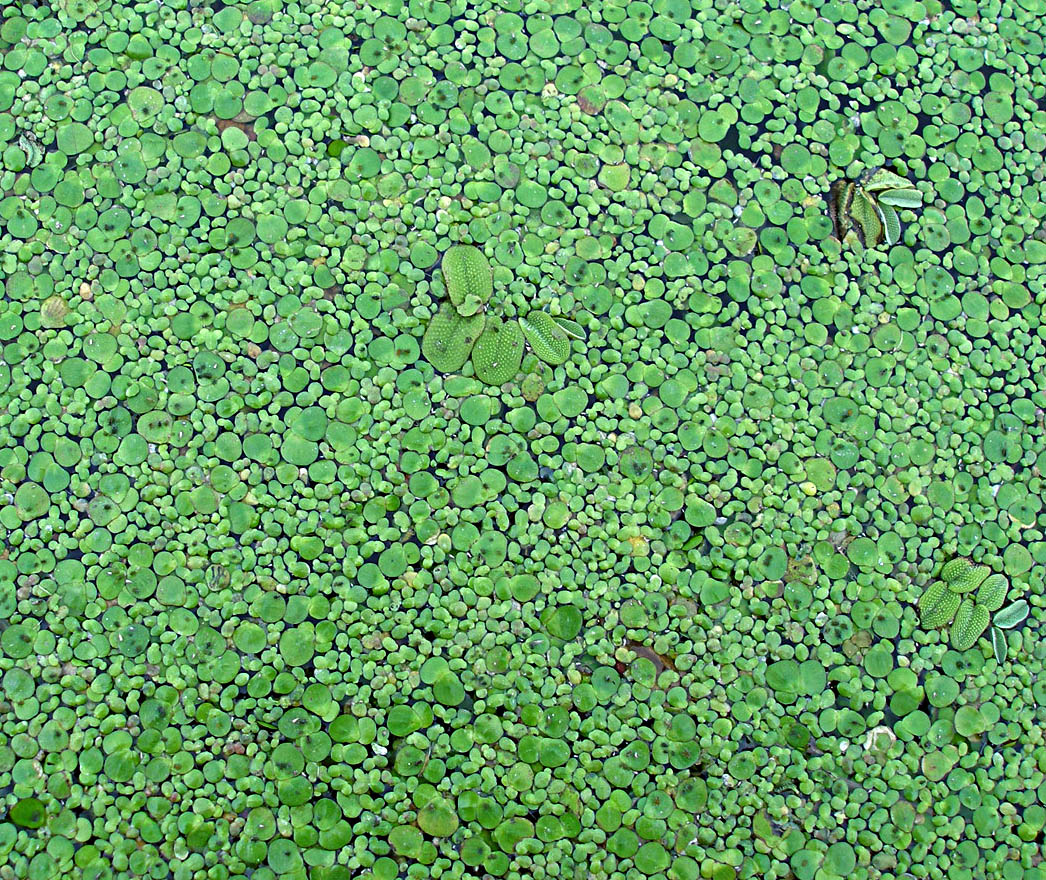 Image of Spirodela polyrhiza specimen.