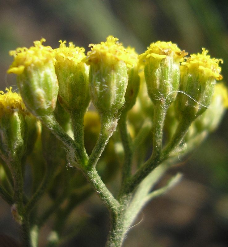 Image of Achillea micrantha specimen.