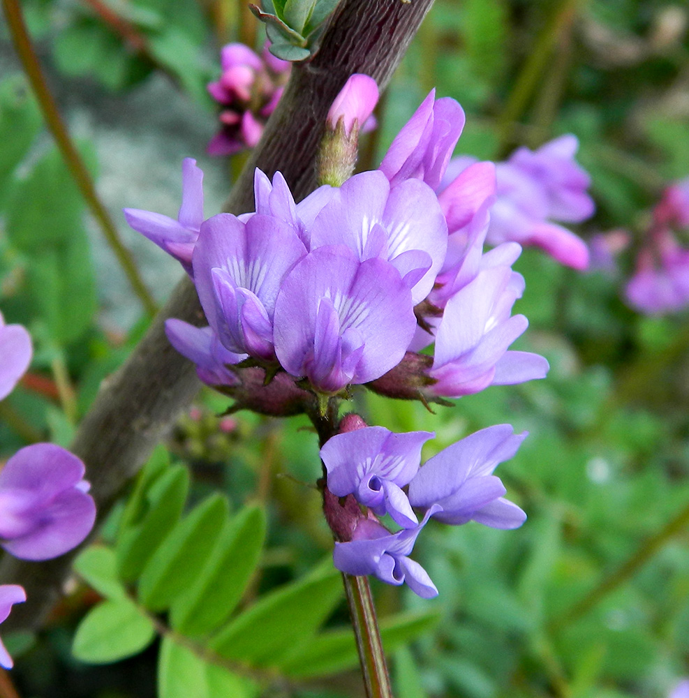 Image of Astragalus brachytropis specimen.