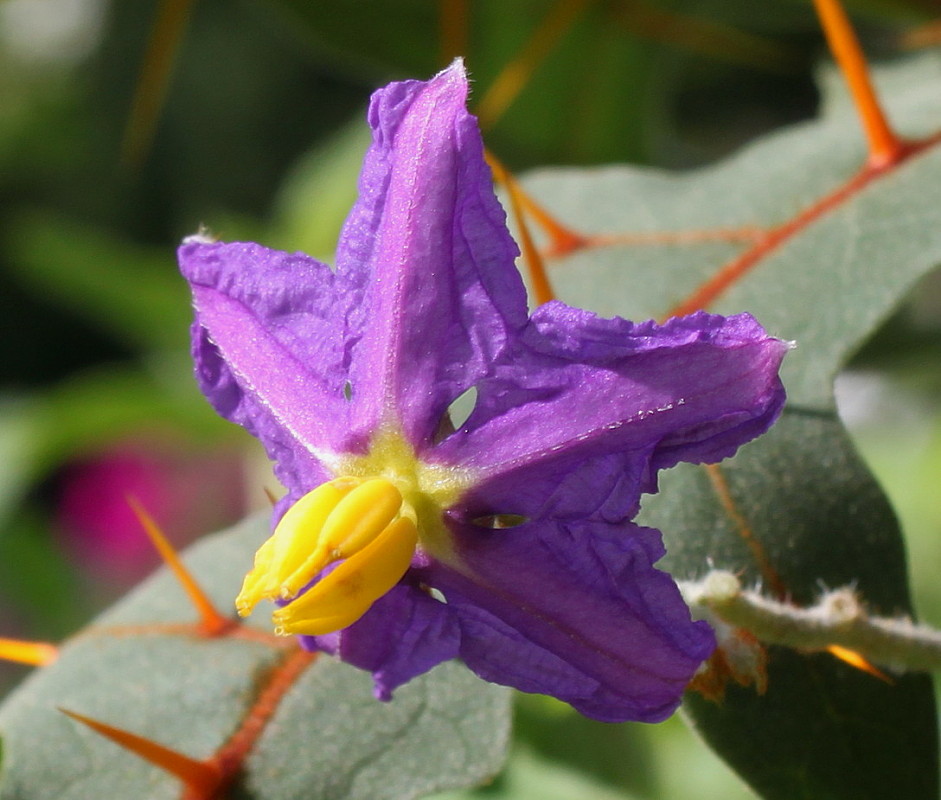 Image of Solanum pyracanthum specimen.