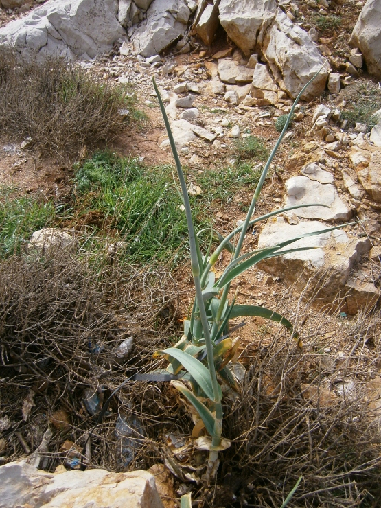 Image of Allium ampeloprasum specimen.