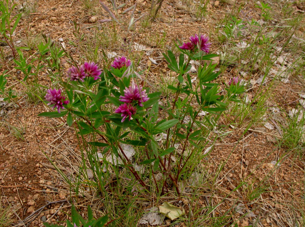 Image of Trifolium lupinaster specimen.