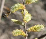 genus Salix. Часть побега с мужскими соцветиями и подлетающая за пыльцой пчела медоносная. (Apis mellifera L.). Восточный Казахстан, Уланский р-н, окр. с. Украинка. 19.04.2011.