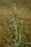 Artemisia sieversiana. Верхушка растения с соцветиями. Алтай, Чуйский тракт между селами Иня и Иодро, ур. Калбак-таш. 20.07.2010.