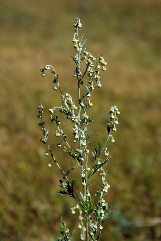 Изображение особи Artemisia sieversiana.