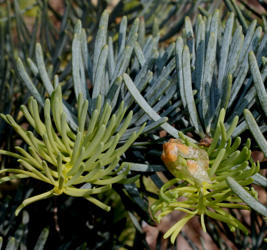 Изображение особи Abies concolor.