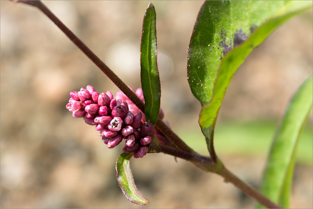 Image of Persicaria lapathifolia specimen.