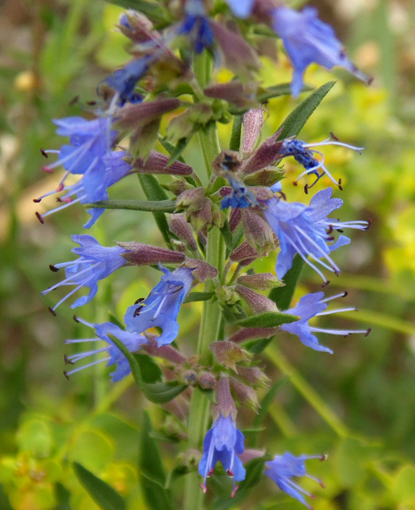 Изображение особи Hyssopus officinalis.