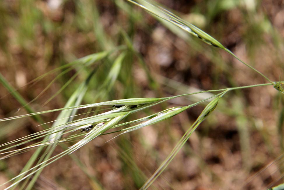 Image of Anisantha diandra specimen.