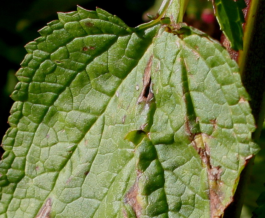 Image of Scrophularia umbrosa specimen.