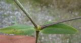 Gypsophila perfoliata