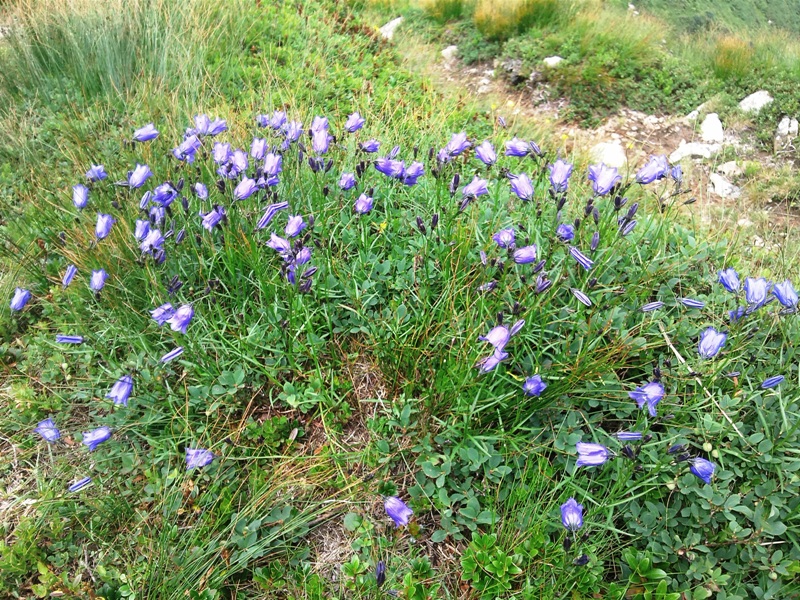 Изображение особи Campanula polymorpha.