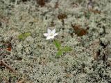 Trientalis europaea