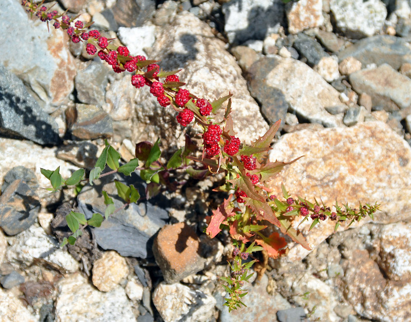 Image of Blitum virgatum specimen.