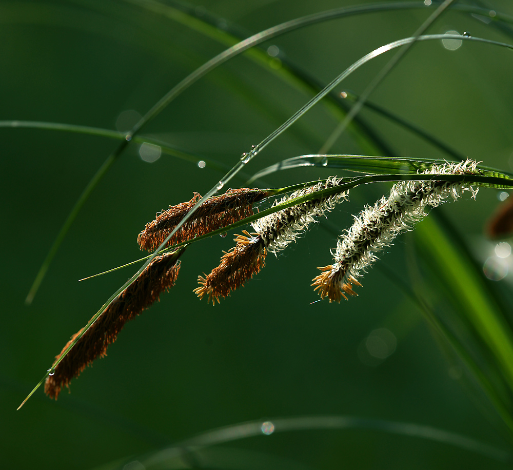 Image of Carex acuta specimen.