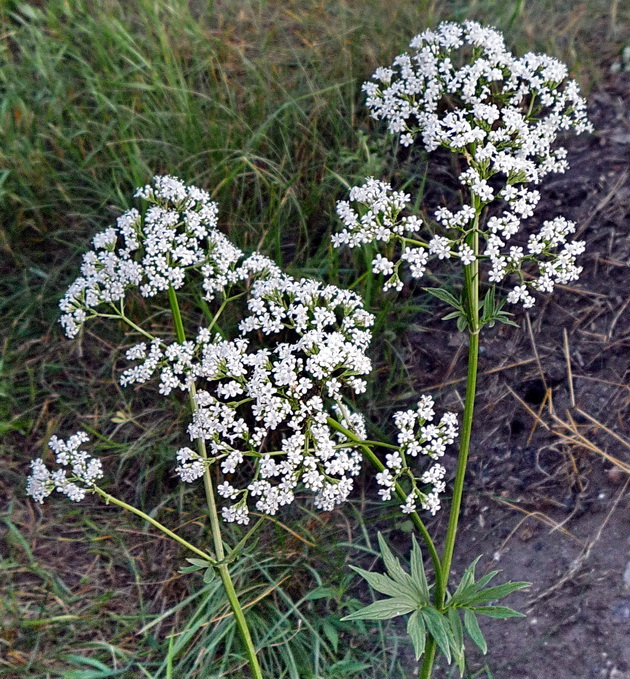 Изображение особи Valeriana transjenisensis.