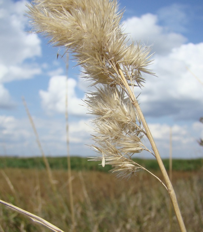 Image of Calamagrostis glomerata specimen.