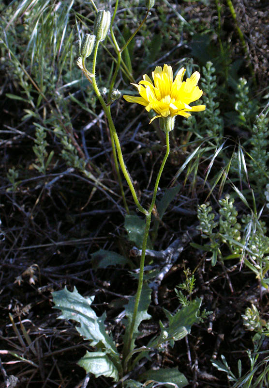 Изображение особи Lagoseris obovata.