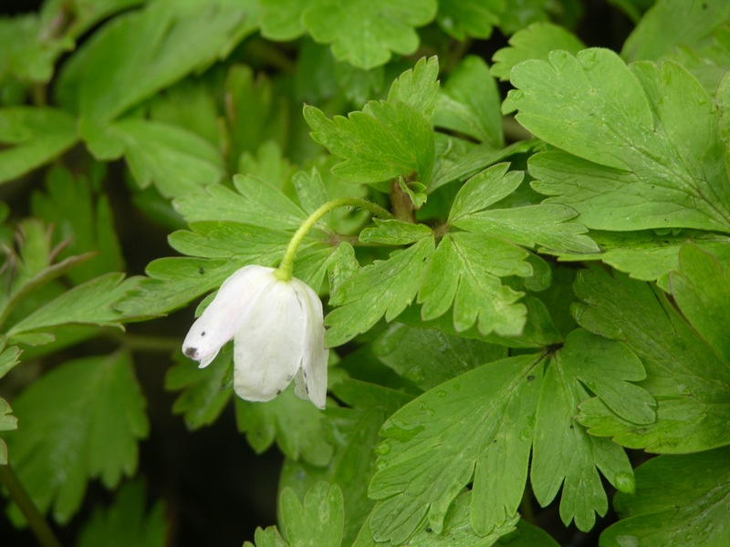 Image of Anemone amurensis ssp. kamtschatica specimen.