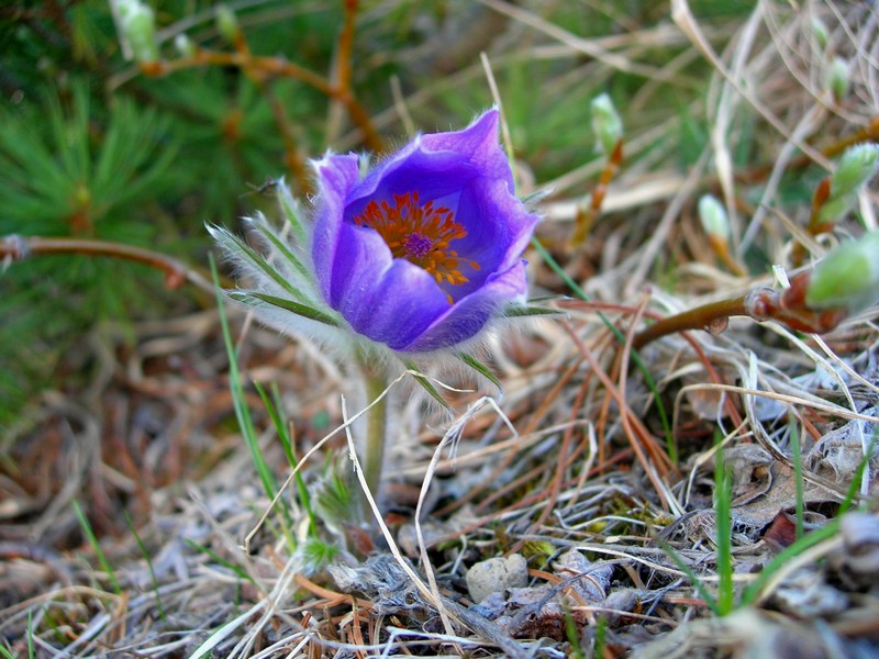 Фф дикий цветок. Прострел Наттала. Pulsatilla multifida Наттала. Прострел в тундре. Прострел Магаданский.