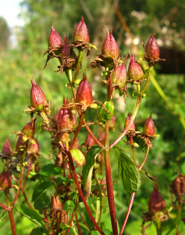 Image of Hypericum maculatum specimen.