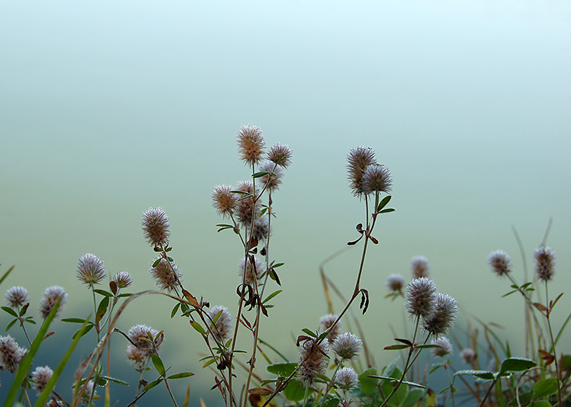 Image of Trifolium arvense specimen.