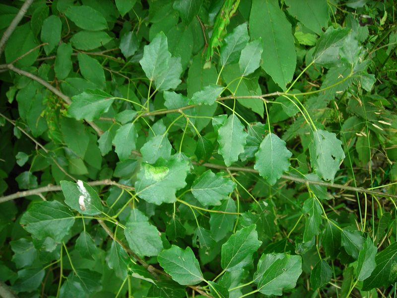 Image of Populus &times; canescens specimen.