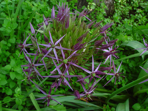 Image of Allium cristophii specimen.