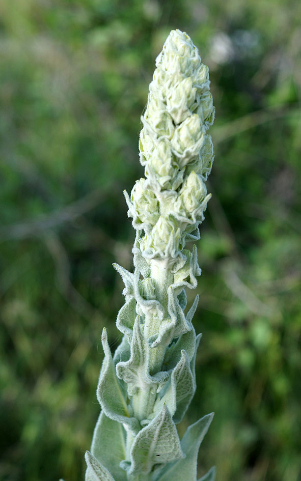 Image of Verbascum songaricum specimen.