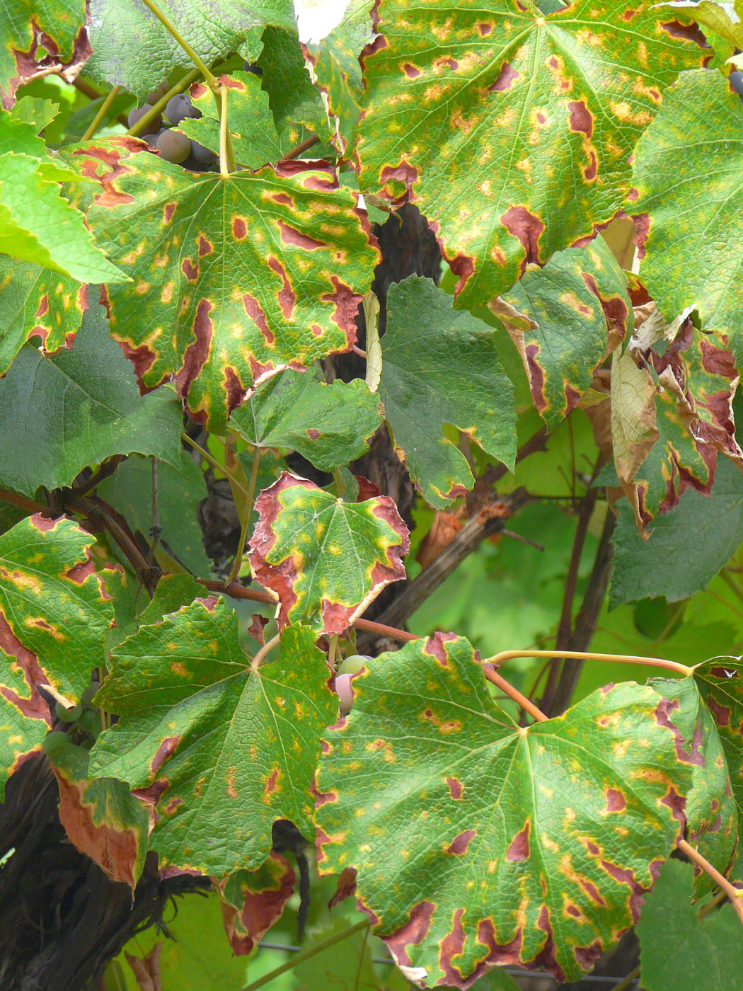 Image of Vitis vinifera specimen.