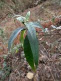 Buddleja davidii