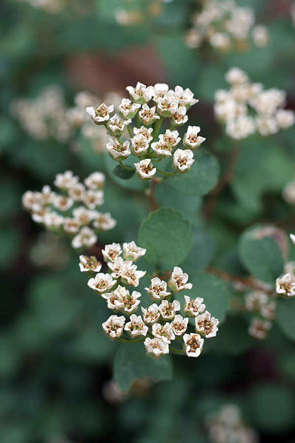 Image of Spiraea pilosa specimen.