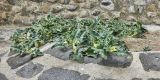 Ecballium elaterium. Цветущее и плодоносящее растение. Испания, Андалусия, провинция Малага, г. Антекера. Август 2015 г.