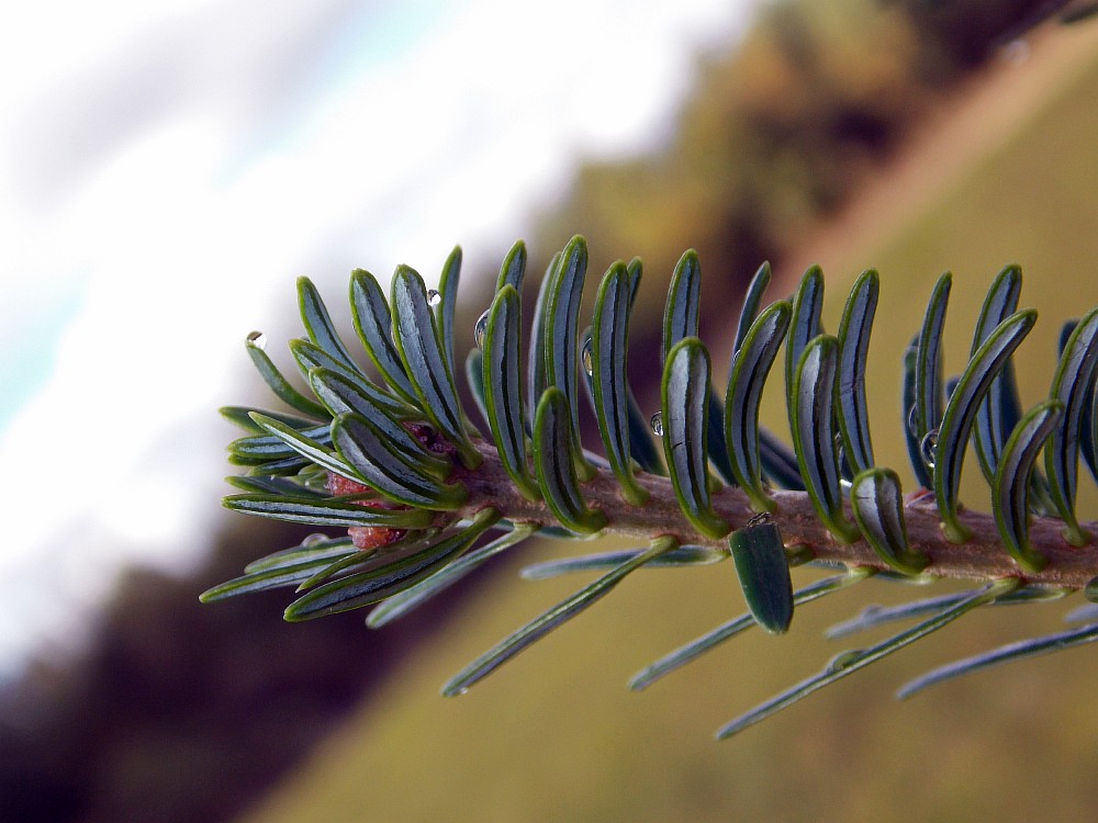 Image of Abies fraseri specimen.