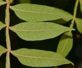 Rhus copallinum