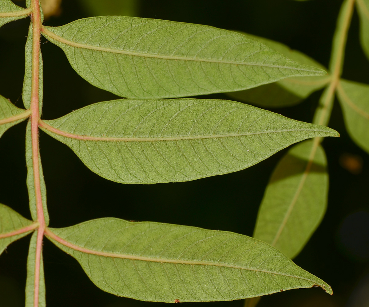 Изображение особи Rhus copallinum.