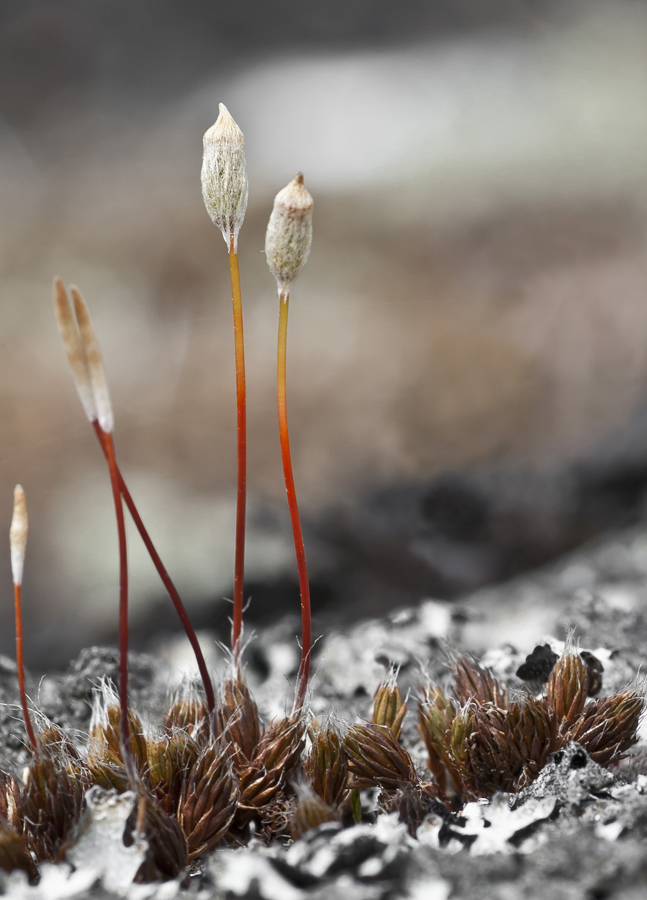 Image of Polytrichum piliferum specimen.