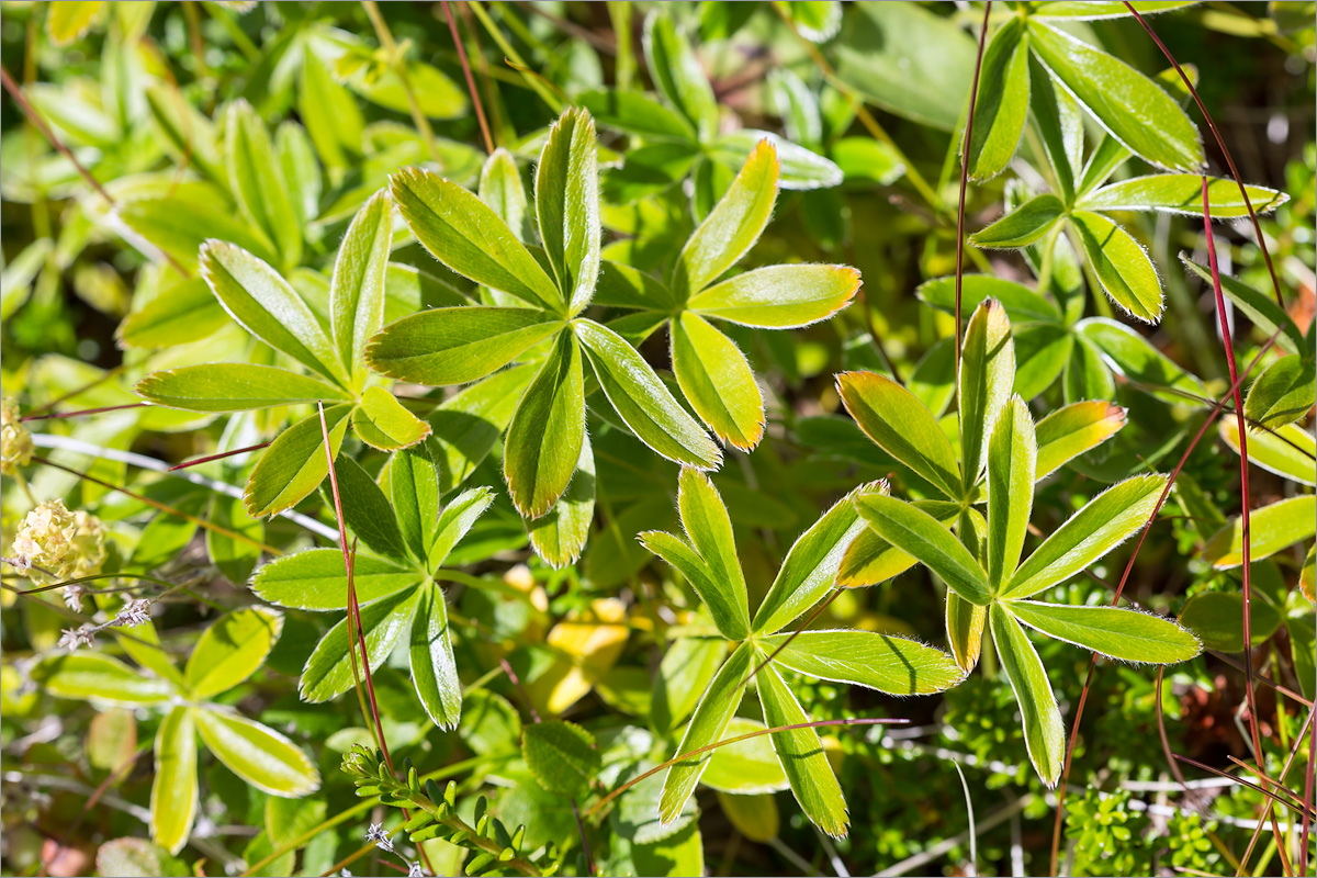 Image of Alchemilla alpina specimen.