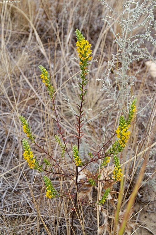 Image of Orthanthella lutea specimen.