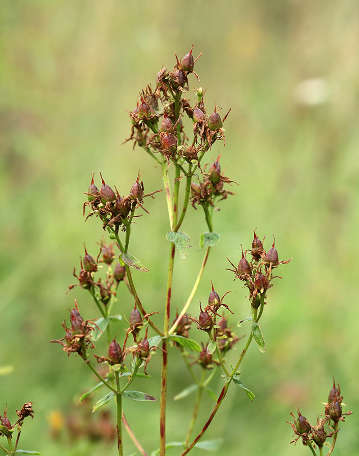 Изображение особи Hypericum maculatum.