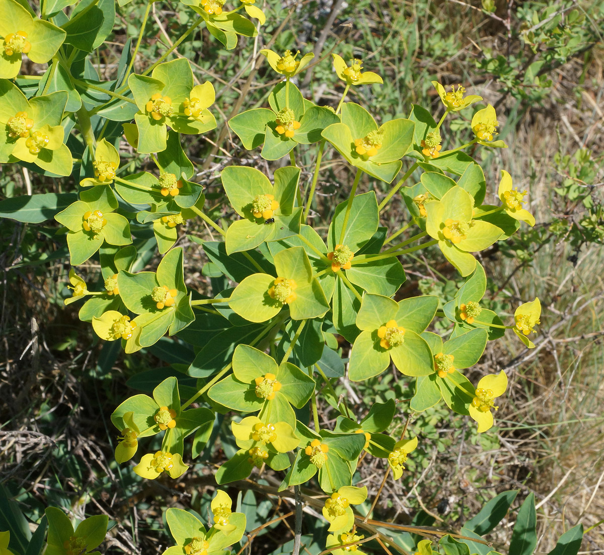 Изображение особи Euphorbia macrorhiza.
