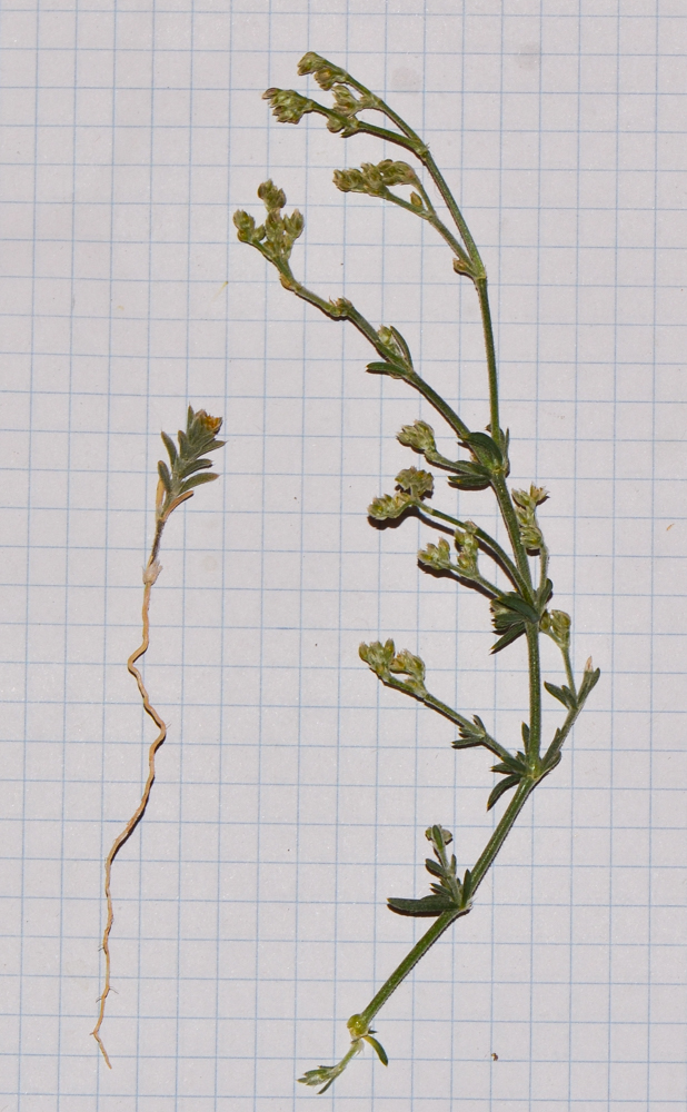 Image of Polycarpaea repens specimen.