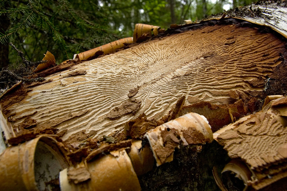 Image of genus Betula specimen.