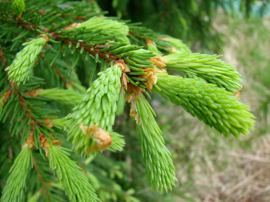 Image of Picea abies specimen.