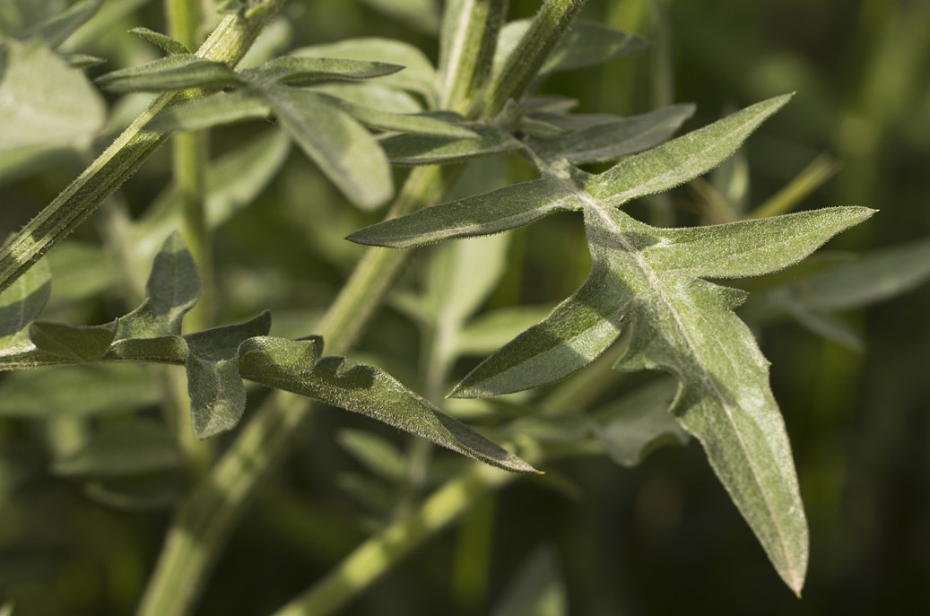 Image of Centaurea laconica specimen.