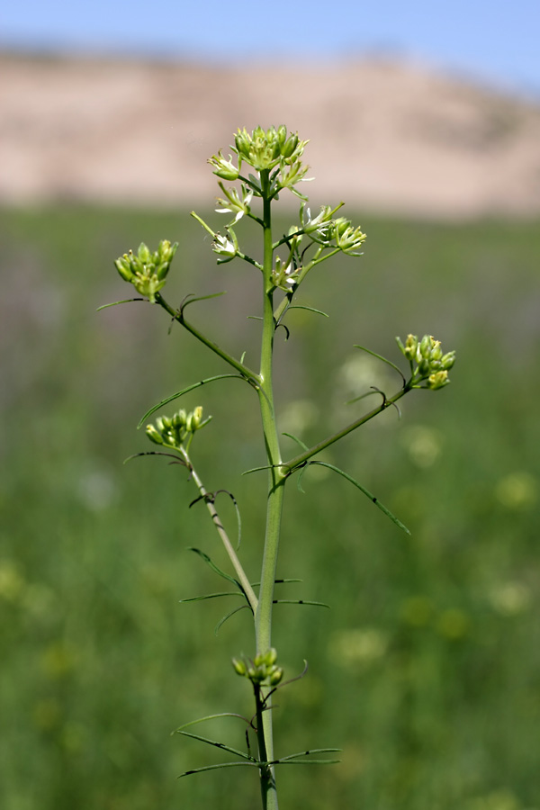 Image of Sisymbrium altissimum specimen.