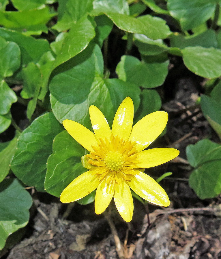 Image of genus Ficaria specimen.