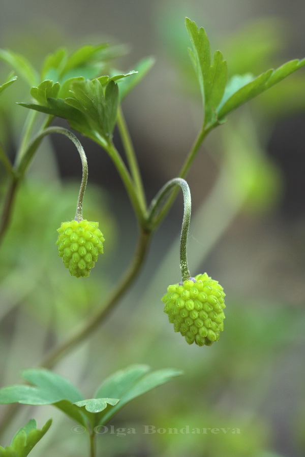 Image of Anemone caucasica specimen.