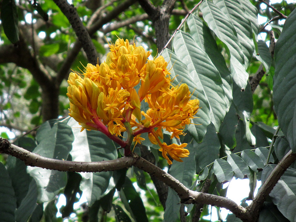 Изображение особи Saraca thaipingensis.